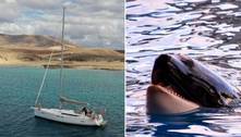 Orcas afundam iate após ataque de 45 minutos, diz agência de turismo