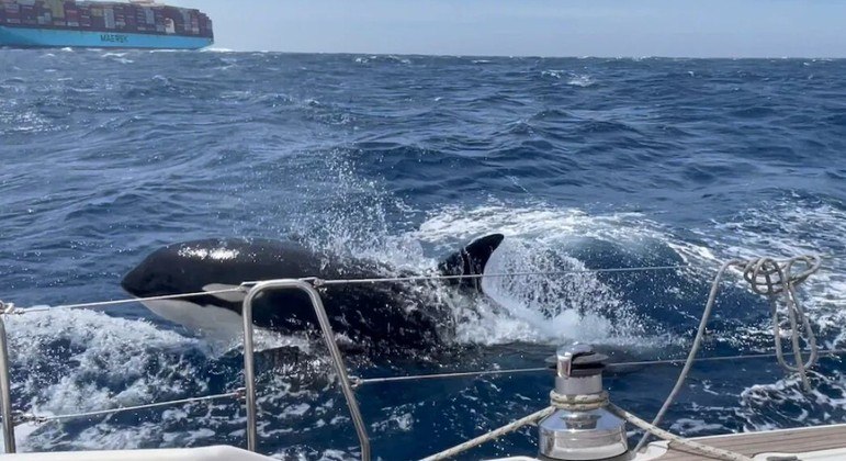 Orcas são lideradas por fêmea chamada Gladis