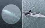 Uma orca branca raríssima foi registrada por pesquisadores e observadores da vida selvagem, a bordo de um barco que navegava ao longo da costa do Alasca, nos EUA