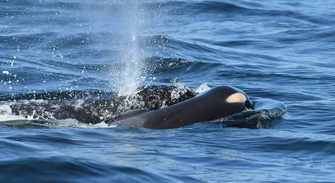 Orcas da comunidade monitorada nos EUA e Canadá estão em risco de extinção