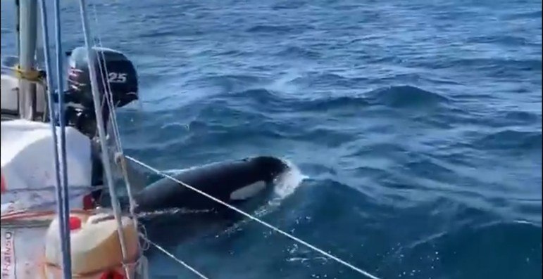 Orcas estão atacando barcos na Espanha e ninguém sabe o motivo - Fotos - R7  Tecnologia e Ciência