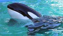 Aquário da Flórida libertará orca após mais de 50 anos em cativeiro