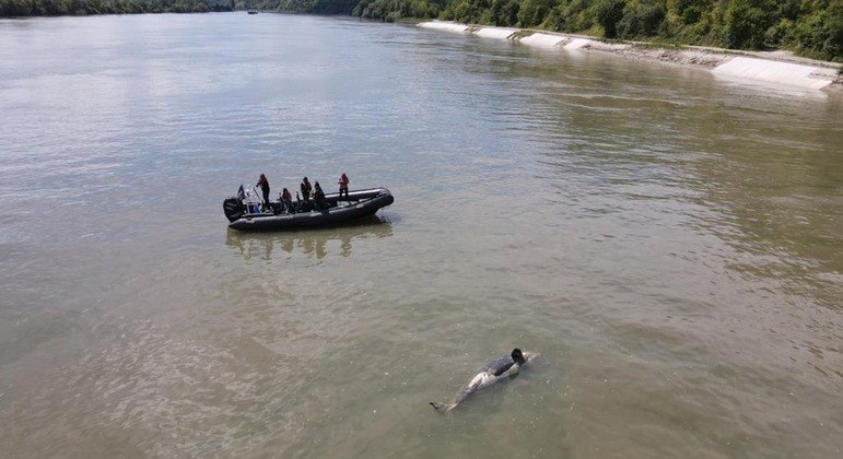 Orca que se perdeu no rio Sena é encontrada morta