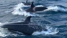Grupo de 30 orcas cerca e ataca barco por 2 horas: 'Foi assustador'
