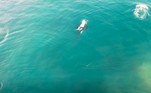 Após matarem o tubarão, as orcas vão embora, provavelmente em busca de outras vítimasNÃO VÁ EMBORA: Criança de 5 anos se fantasia de 'Chucky' e aterroriza vizinhança: 'Quase tive um ataque cardíaco'