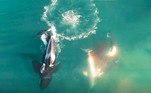 Esse é o primeiro flagrante de um ataque do tipo, segundo Alison. O medo das orcas, inclusive, fez os grandes predadores fugirem de medo da costa sul-africana e procurarem outros locais para caçar