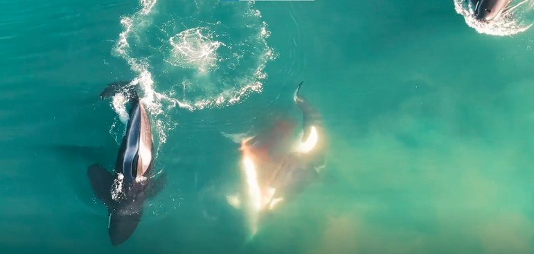 Esse é o primeiro flagrante de um ataque do tipo, segundo Alison. O medo das orcas, inclusive, fez os grandes predadores fugirem de medo da costa sul-africana e procurarem outros locais para caçar