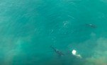O vídeo mostra um trio de orcas em Mossel Bay — um local historicamente conhecido como morada de gigantescos tubarões-branco — atacando um exemplar da espécie de cerca de 3 m
