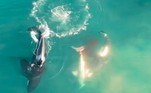 Um flagrante inédito feito por um drone mostrou o que cientistas já sabiam: orcas da costa da África do Sul matando um tubarão-branco. Há anos pesquisadores investigam as diversas mortes de tubarões na região e perceberam que os responsáveis são um grupo de baleias, que aprendeu a caçar cuidadosamente os predadores e devorar seus órgãos