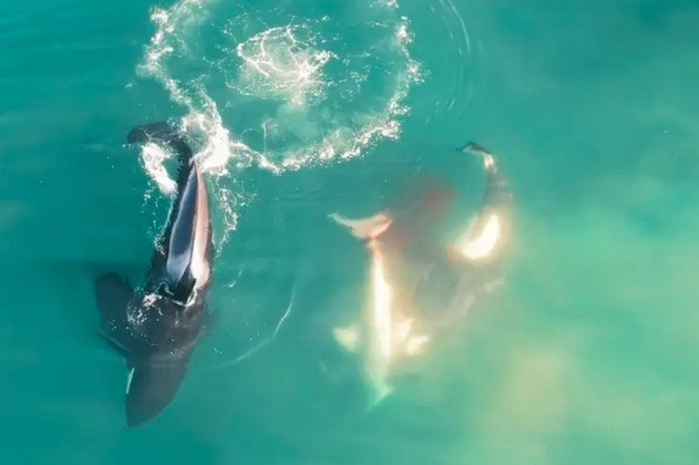 Um flagrante inédito feito por um drone mostrou o que cientistas já sabiam: orcas da costa da África do Sul matando um tubarão-branco. Há anos pesquisadores investigam as diversas mortes de tubarões na região e perceberam que os responsáveis são um grupo de baleias, que aprendeu a caçar cuidadosamente os predadores e devorar seus órgãos