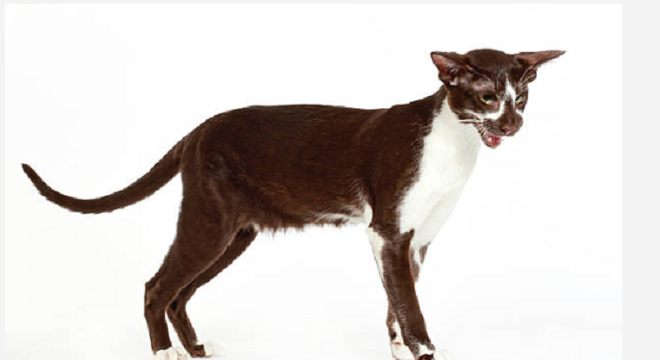 Oriental Shorthair- Características, personalidade e história da raça