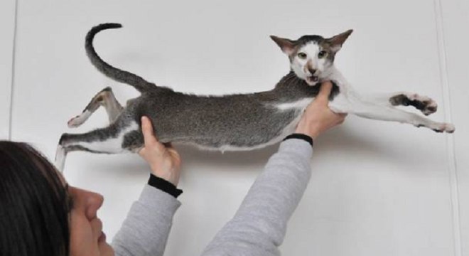 Oriental Shorthair- Características, personalidade e história da raça