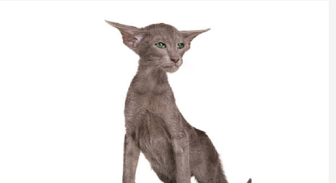 Oriental Shorthair- Características, personalidade e história da raça