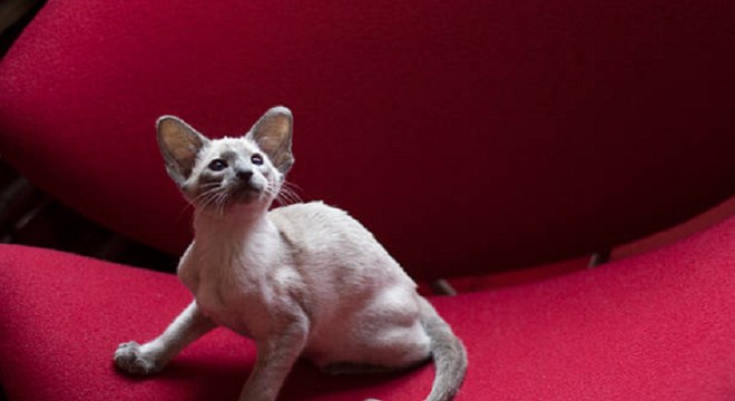 Oriental Shorthair- Características, personalidade e história da raça