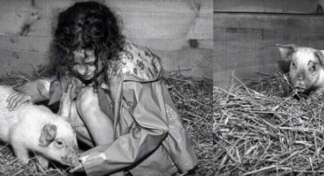 Origem da Peppa Pig - verdades e lendas por trás da criação da porquinha