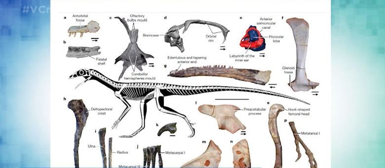 Paleontólogo brasileiro afirma que pterossauro tinha penugens - 25