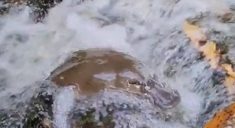 Ornitorrinco relaxado em queda d'água ganhou a admiração dos internautas