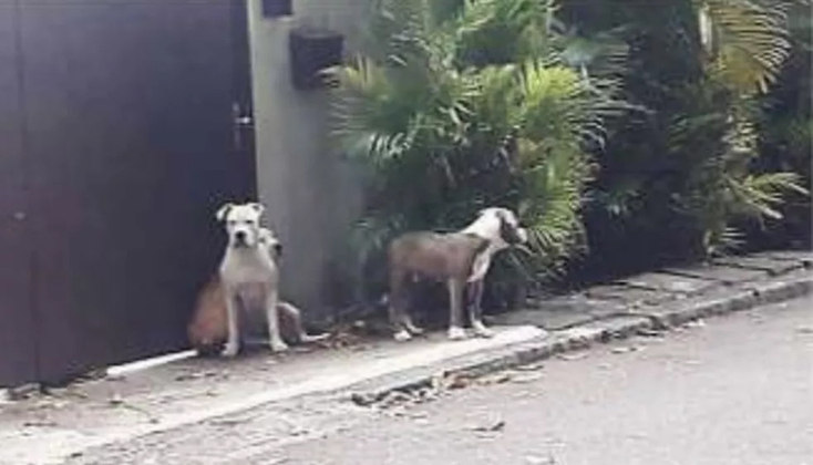 Orochi negou ser dono dos cães (foto), mas a Sociedade de Amigos da Joatinga apoiou Cauã e disse que já denunciou o rapper por deixar os cães soltos. A polícia investiga o caso. 