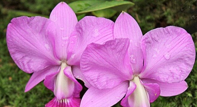 Orquídea Cattleya Walkeriana
