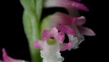 Japão anuncia a descoberta da 'orquídea-de-vidro', uma nova espécie da famosa flor
