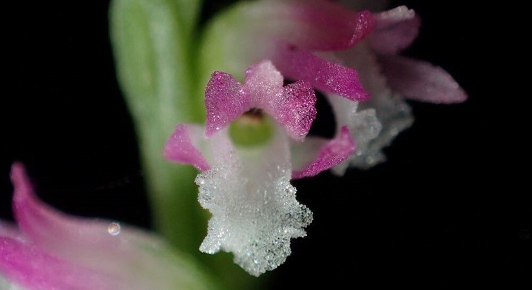A delicada flor da orquídea que parece ser de vidro