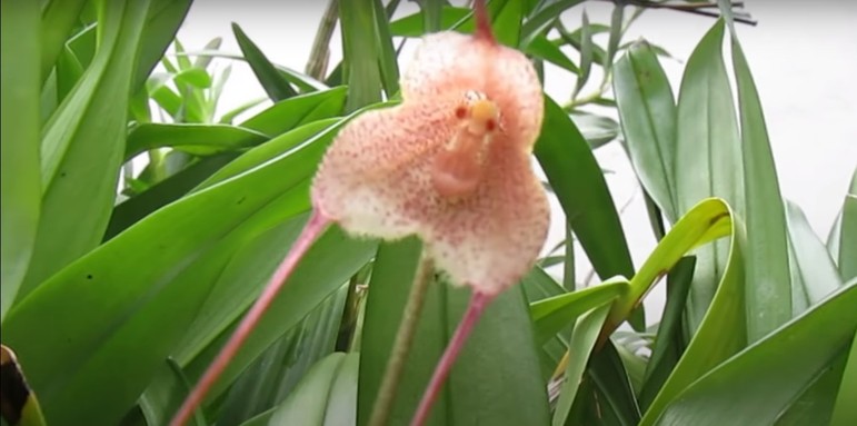 Essa planta está olhando para você! Muitos animais devem pensar isso enquanto se locomovem pelas florestas do Equador e do Peru, onde esta orquídea é mais comum. Ela é chamada cientificamente de Dracula simia, mas conhecida popularmente como orquídea-macaco, por motivos óbvios