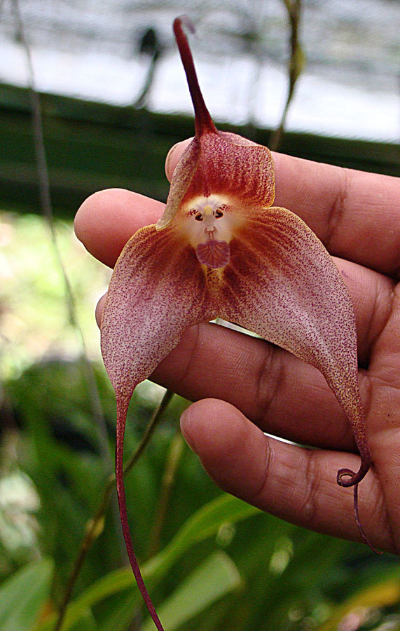 Orquídea com 'cara de macaco' é um dos vegetais mais estranhos da natureza  - Fotos - R7 Hora 7