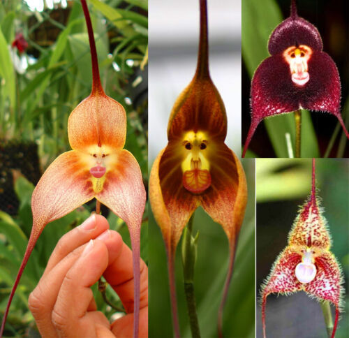 Orquídea com 'cara de macaco' é um dos vegetais mais estranhos da natureza  - Fotos - R7 Hora 7