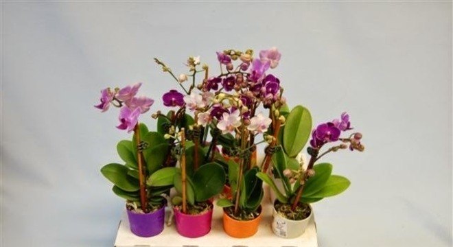 Orquídea mini em diferentes cores