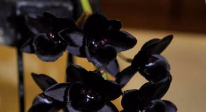 Orquídea negra do tipo rara