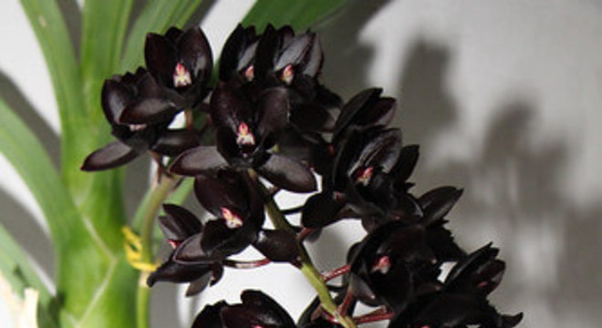 Orquídea negra e rara