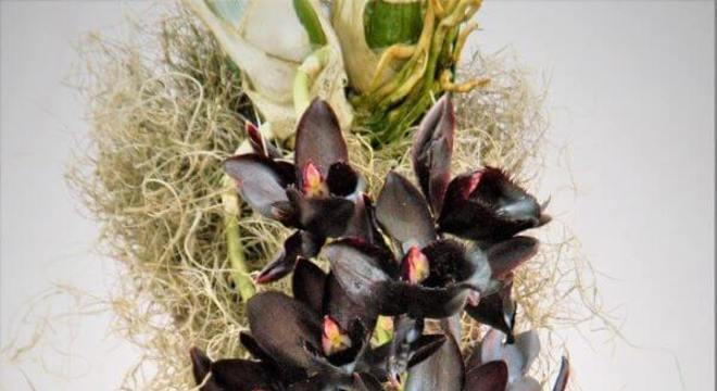 Orquídea negra, orquídeas rara