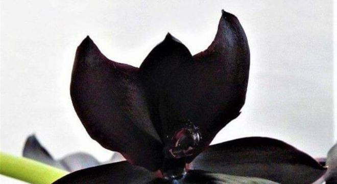 Orquídea negra super rara