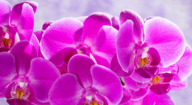 Orquídea rara no tom violeta