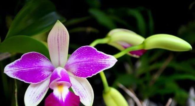 Orquídea roxa e branca