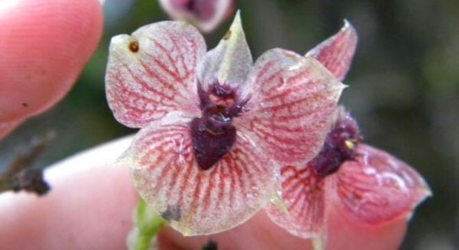 Orquídea telipogon diabolicus