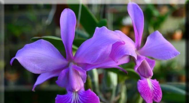 Orquídeas com formatos diferentes