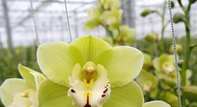 Orquídeas da espécie Shnzhen Nongke