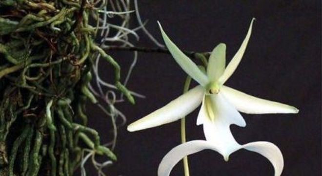 Orquídeas espécies raras