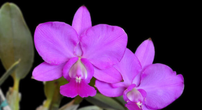 Orquídeas espécies raras: Cettleya Walkeriana