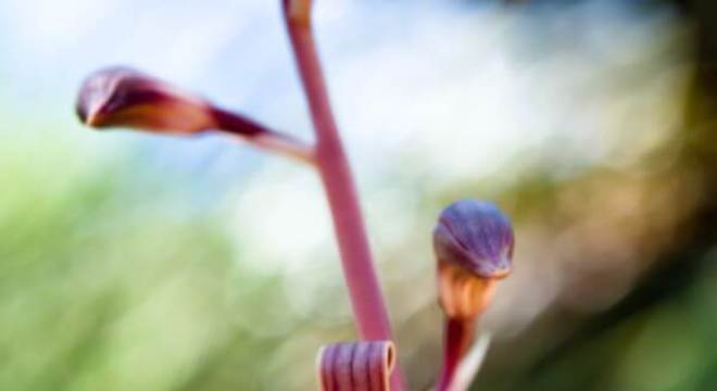 Orquídeas espécies raras: Colemans Coral Root