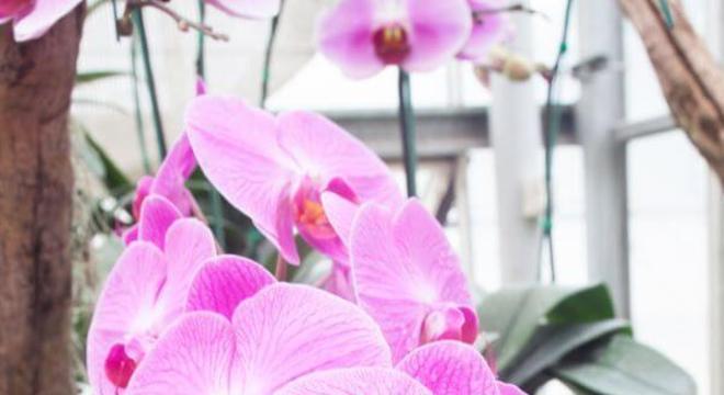 Orquídeas raras