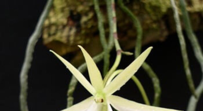 Orquídeas raras