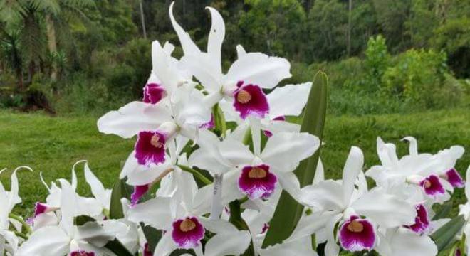 Orquídeas raras