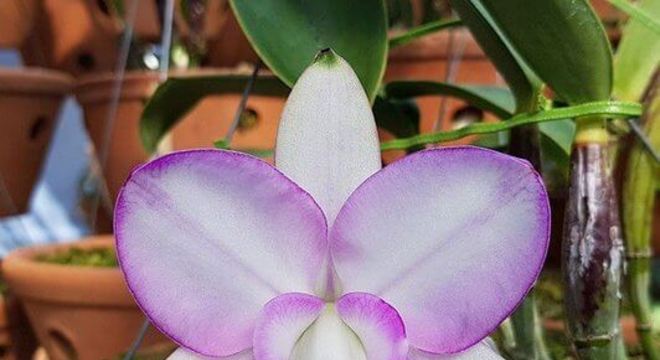 Orquídeas raras Cattleya Walkeriana Feiticeira