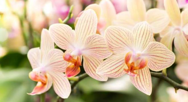 Orquídeas raras com cores diferentes