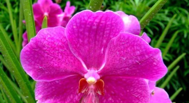 Orquídeas raras da espécie 
