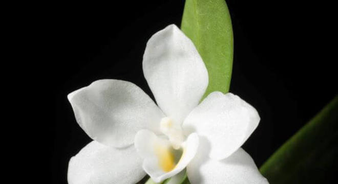 Orquídeas raras da espécie Amesiella Monticola