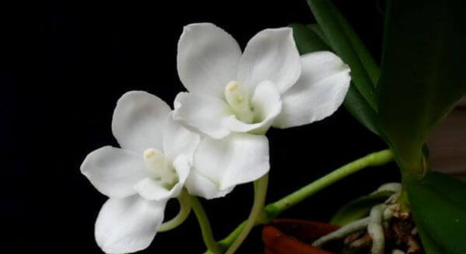 Orquídeas raras da espécie Amesiella Monticola