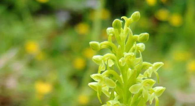 Orquídeas raras da espécie Plantanthera Azoica